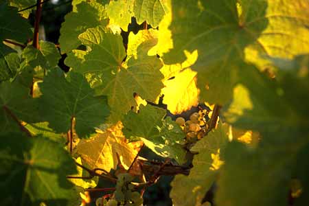 weinrebe, bei eltville